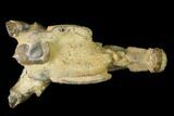 Fossil Mud Lobster (Thalassina) - Australia #141037-1